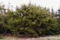 Pinus pungens IMG_9281 Sosna kłująca